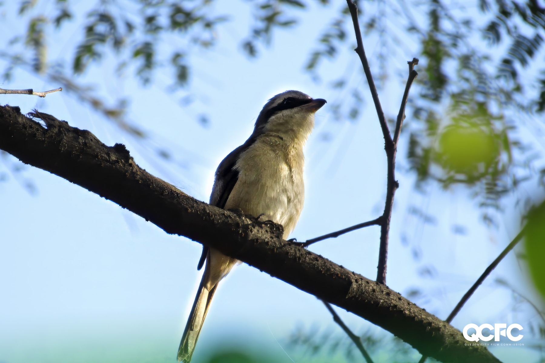 Ninoy Aquino Parks and Wildlife Center